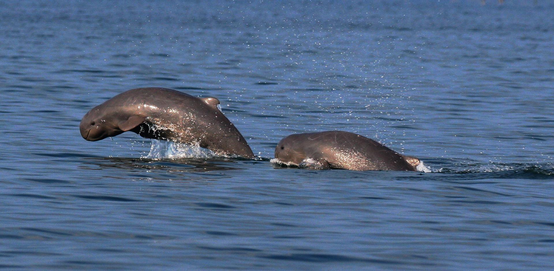 Satapada, Chilika